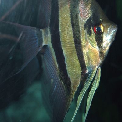 Scalare Bulgarian Seal Point 2,5-3 cm (Pterophyllum scalare) – pesce vivo acqua dolce