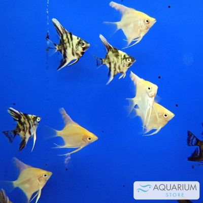 Scalare colori misti 2,5-3 cm (Pterophyllum scalare) – pesce vivo acqua dolce