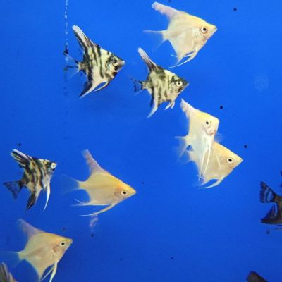 Scalare colori misti 2,5-3 cm (Pterophyllum scalare) – pesce vivo acqua dolce