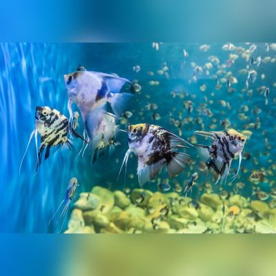 Scalare colori misti 2,5-3 cm (Pterophyllum scalare) – pesce vivo acqua dolce