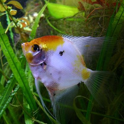 Scalare Koi full orange 3,5-4 cm (Pterophyllum scalare) – pesce vivo acqua dolce