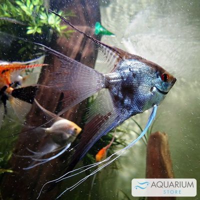 Scalare misto 3-3,5 cm (Pterophyllum scalare) – pesce vivo acqua dolce