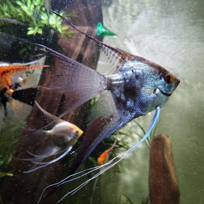 Scalare misto 3-3,5 cm (Pterophyllum scalare) – pesce vivo acqua dolce