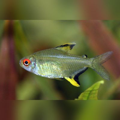 Tetra limone 1,5-2 cm (Hyphessobrycon pulchripinnis) – pesce vivo acqua dolce