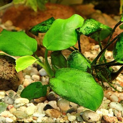 Anubias Short & Sharp (Anubias barteri) – pianta viva acquario acqua dolce
