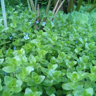 Bacopa caroliniana – pianta viva acquario acqua dolce