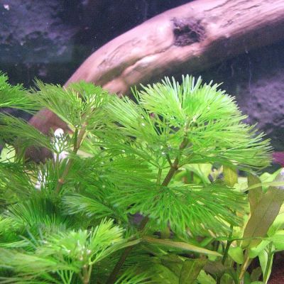 Cabomba aquatica – pianta viva acquario acqua dolce