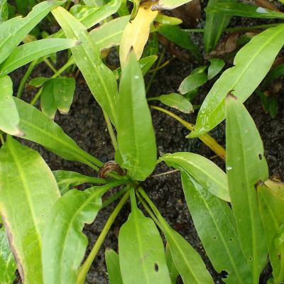 Echinodorus amazonicus (Echinodorus grisebachii) – pianta viva acquario acqua dolce