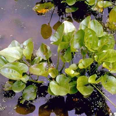 Echinodorus cordifolius – pianta viva acquario acqua dolce