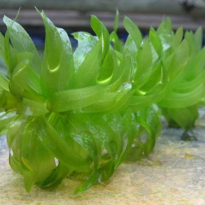 Egeria densa – pianta viva acquario acqua dolce