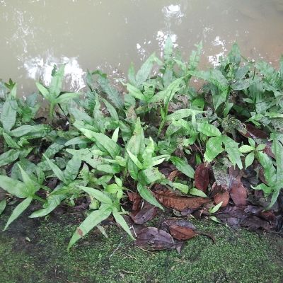 Felce di Giava (Microsorum pteropus) – pianta viva acquario acqua dolce