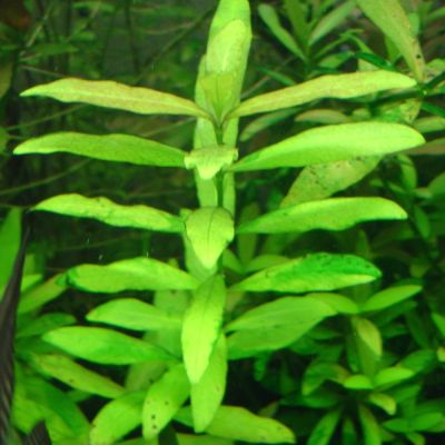 Hygrophila polysperma – pianta viva acquario acqua dolce