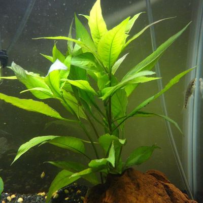 Hygrophila aquatica (Hygrophila corymbosa) – pianta viva acquario acqua dolce