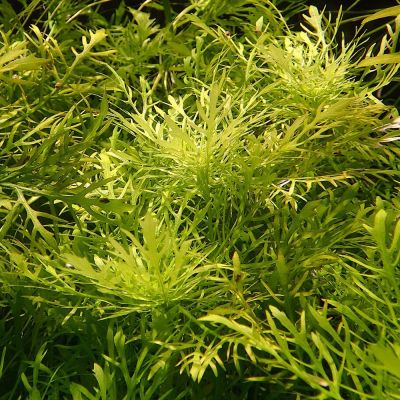 Hygrophila difformis – pianta viva acquario acqua dolce