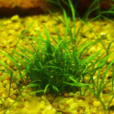 Lilaeopsis novae-zelandiae – pianta viva acquario acqua dolce