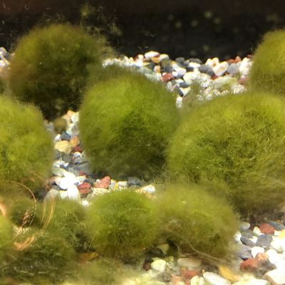 Marimo (palla d'alga) (Aegagropila linnaei) – pianta viva acquario acqua dolce