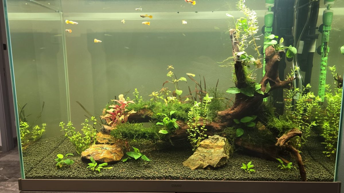 Acquario allestito con piante e radici
