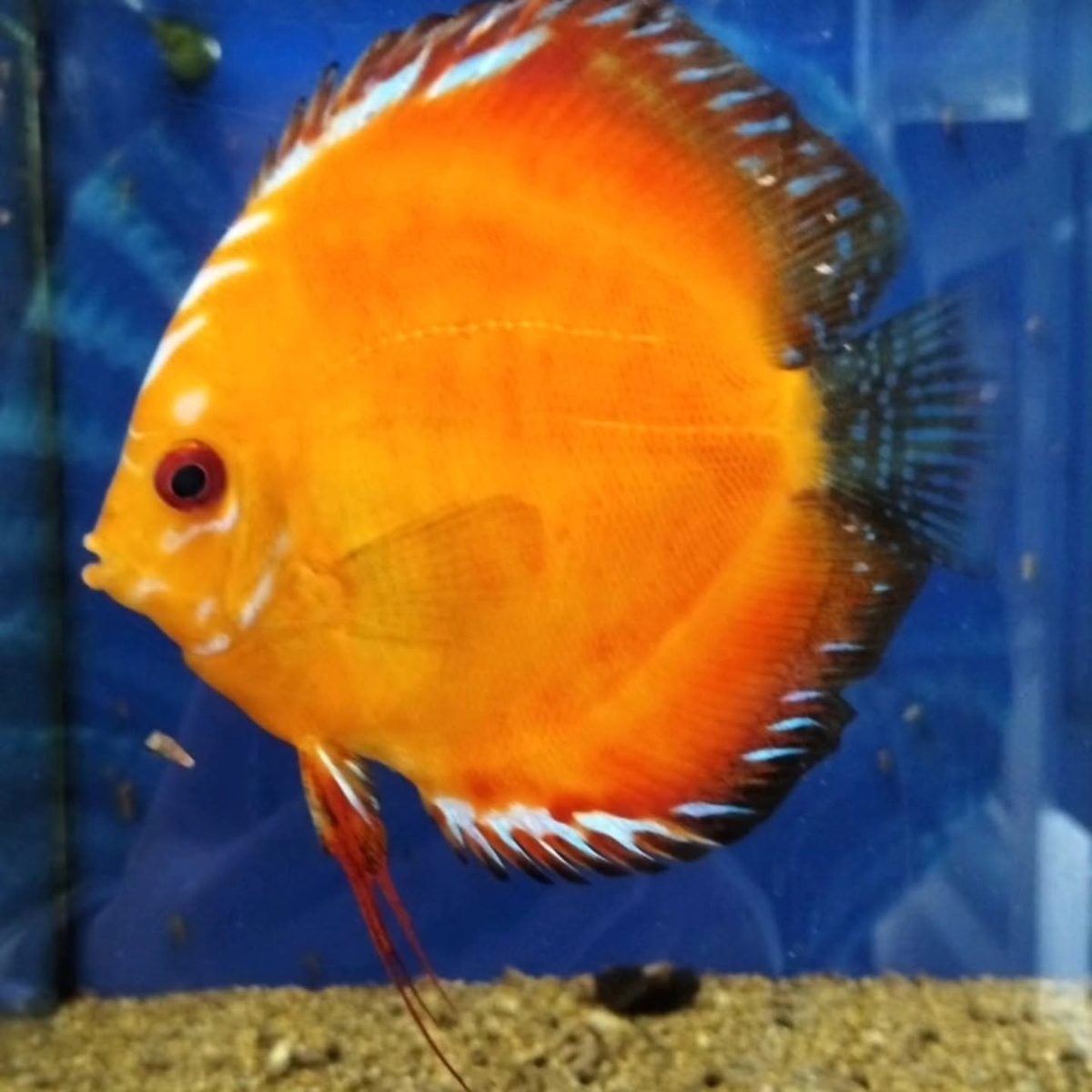 Discus in negozio