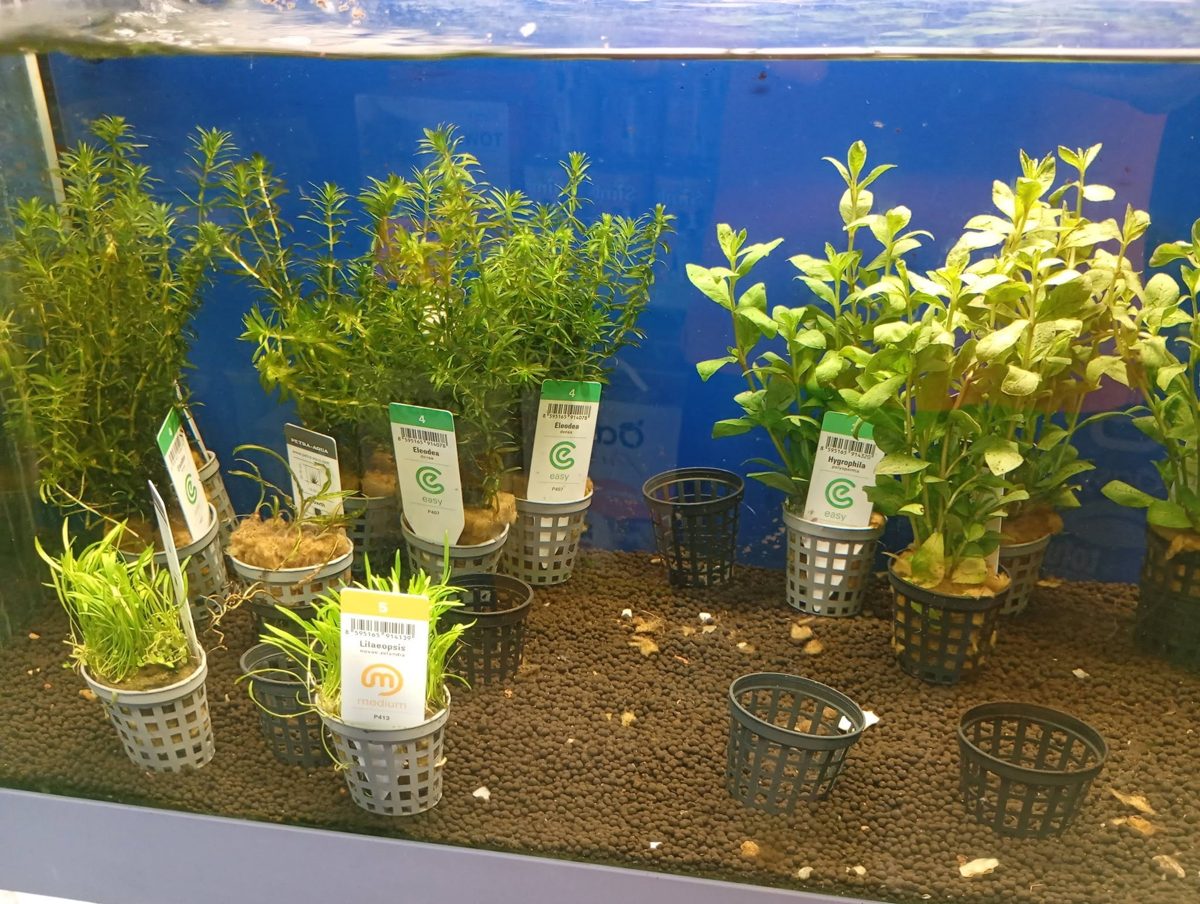 Vasca delle piante vive per acquario